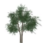 دانلود مدل سه بعدی درخت بید برای اسکچاپ (Willow Tree) آبجکت درخت بید (رایگان) + فایل obj