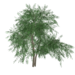 دانلود مدل سه بعدی درخت بید برای اسکچاپ (Willow Tree) آبجکت درخت بید (رایگان) + فایل obj